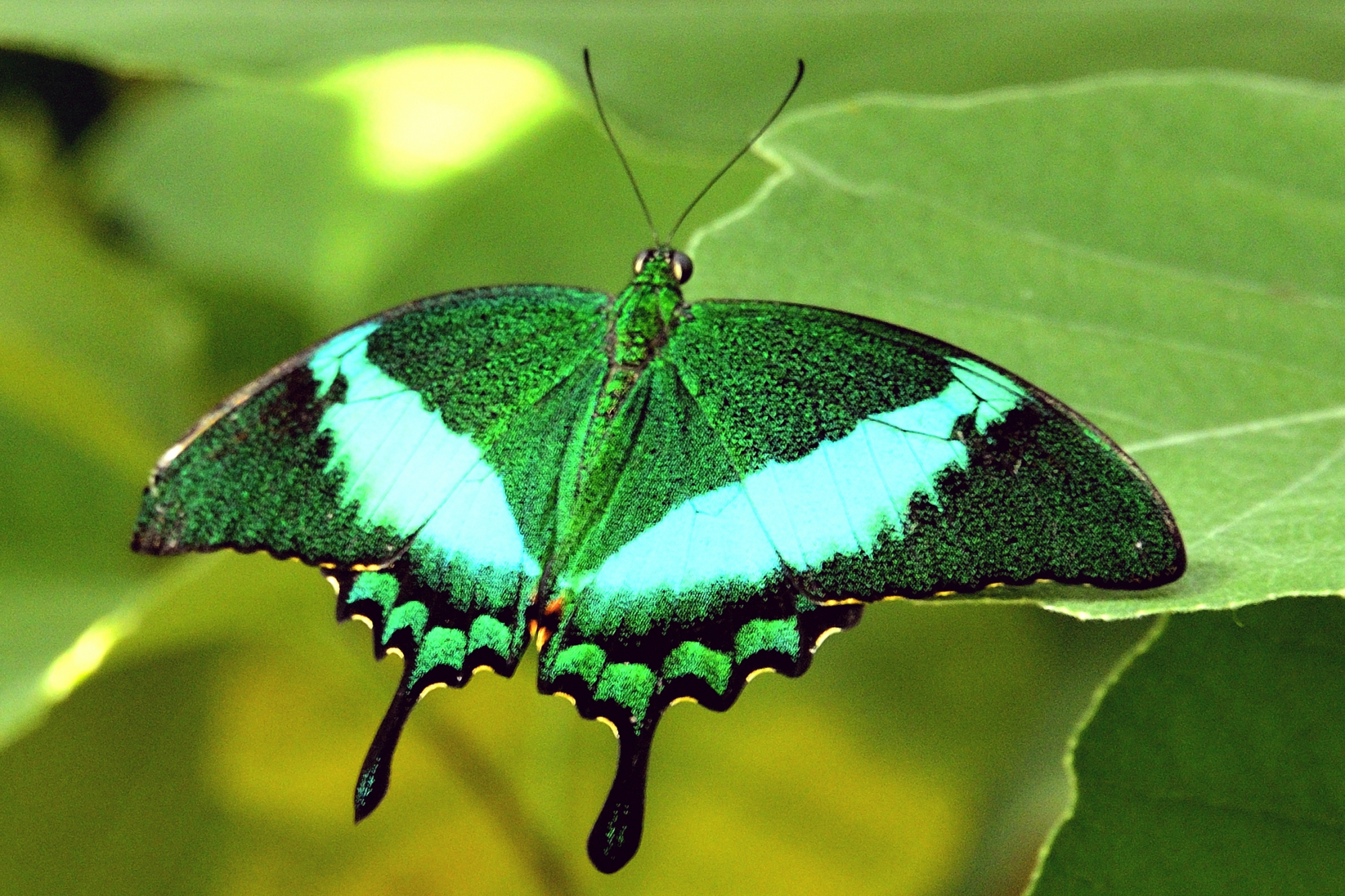 Green Beauty! | Shutterbug